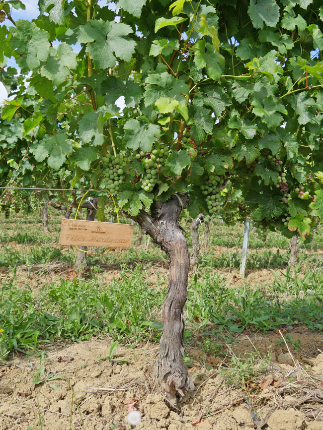 Виноградник на урожай